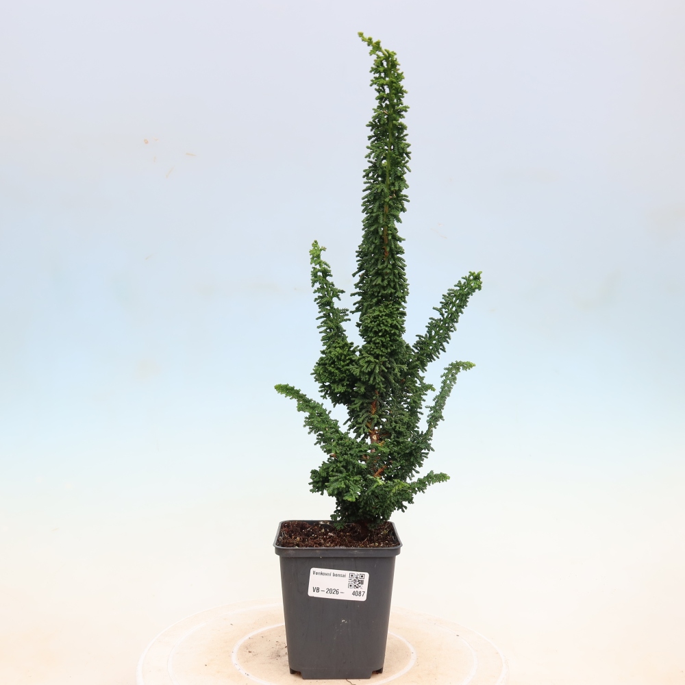 Bonsaï d'extérieur - Cham. obtusa SEKKA HINOKI - Cyprès