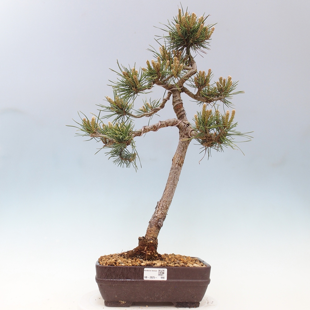 Bonsaï d'extérieur - Pinus Sylvestris Watererri - Pin sylvestre