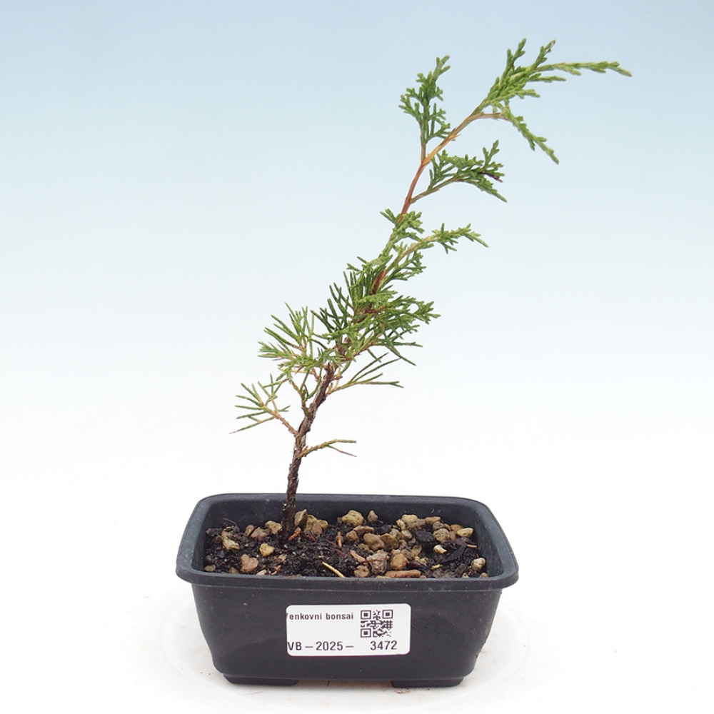 Bonsaï d'extérieur - Juniperus chinensis Itoigawa
