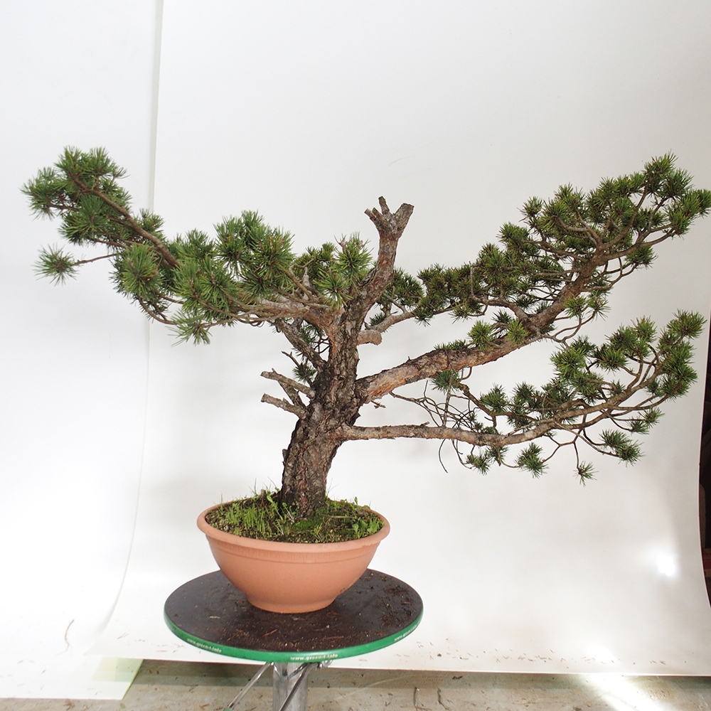 Yamadori - Pinus sylvestris Espagne