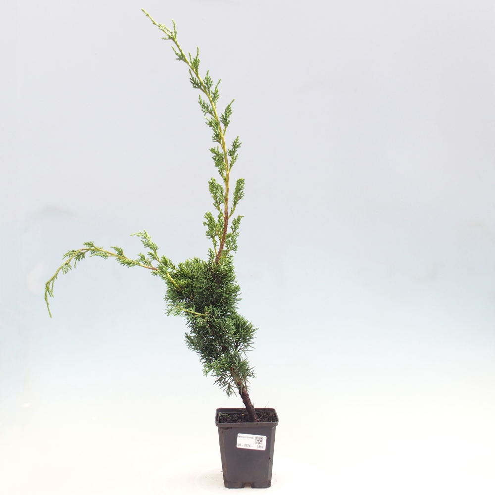 Bonsaï d'extérieur - Juniperus chinensis Kishu