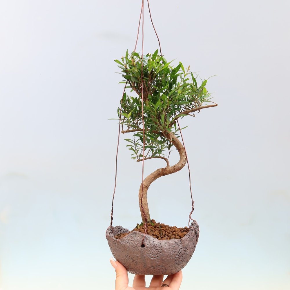 Kokedama en céramique -Syzygium - arbre à piment