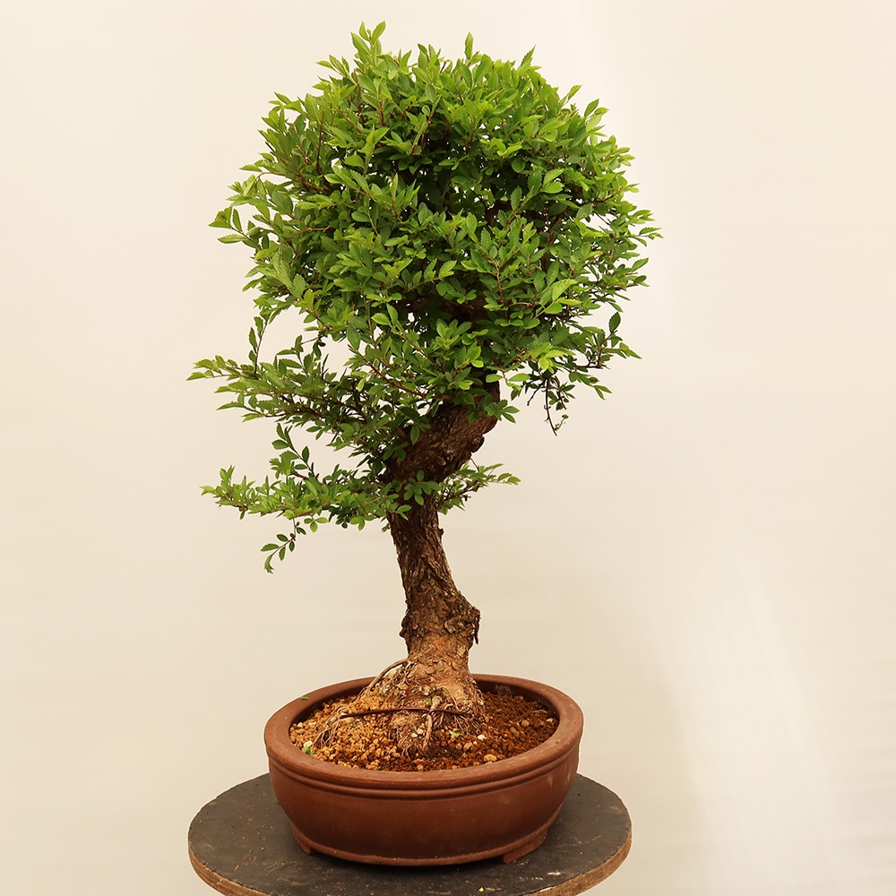Bonsaï d'extérieur - Zelkova - Zelkova NIRE