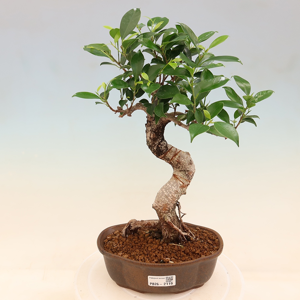 Salle bonsaï - Ficus retusa - ficus à petites feuilles