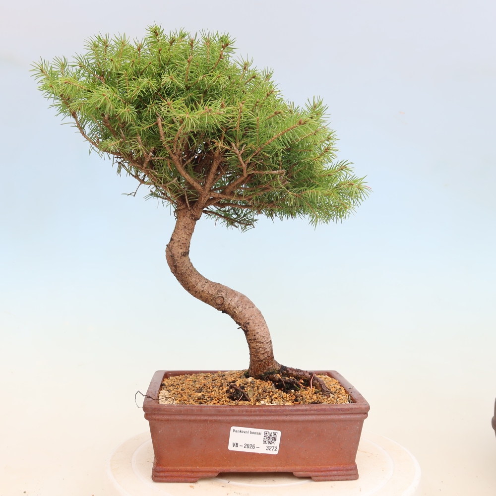 Bonsaï d'extérieur - Épicéa - Picea glauca globe