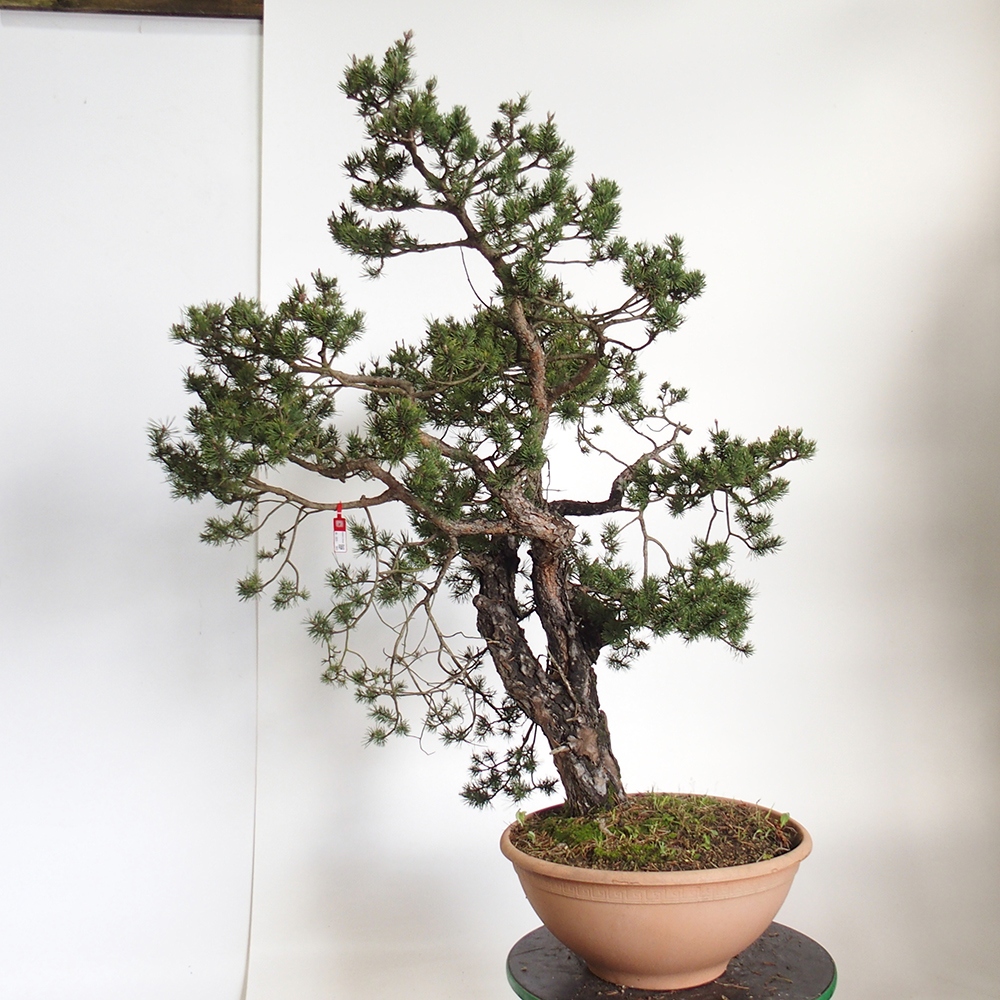 Yamadori - Pinus sylvestris Espagne