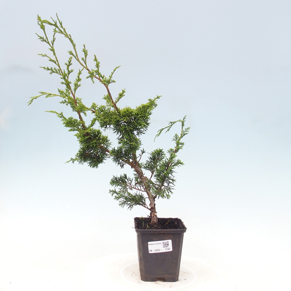 Bonsaï d'extérieur - Juniperus chinensis Itoigawa