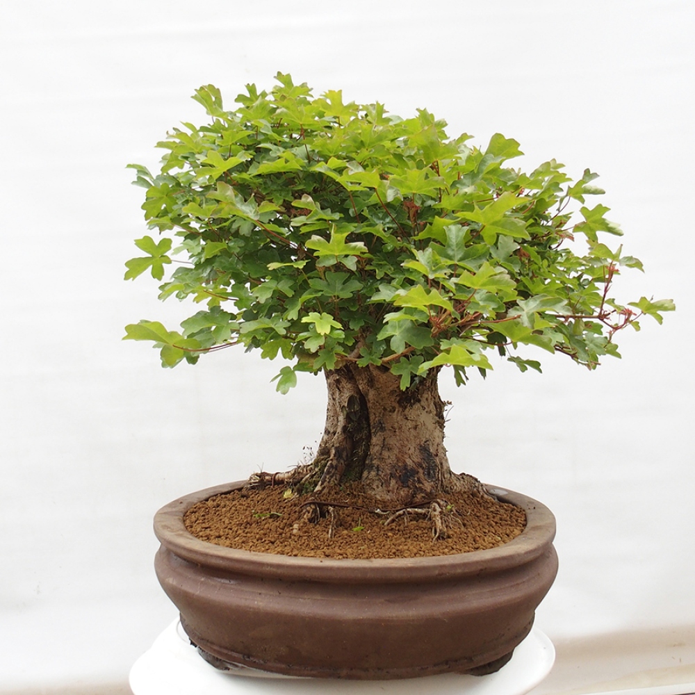 Bonsaï d'extérieur - Acer Campestre - Maple babyka