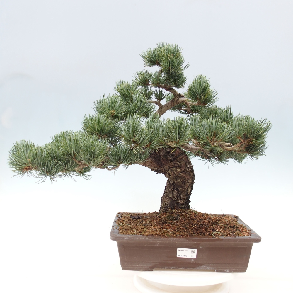 Bonsaï d'extérieur - Pinus parviflora - Pinus parviflora