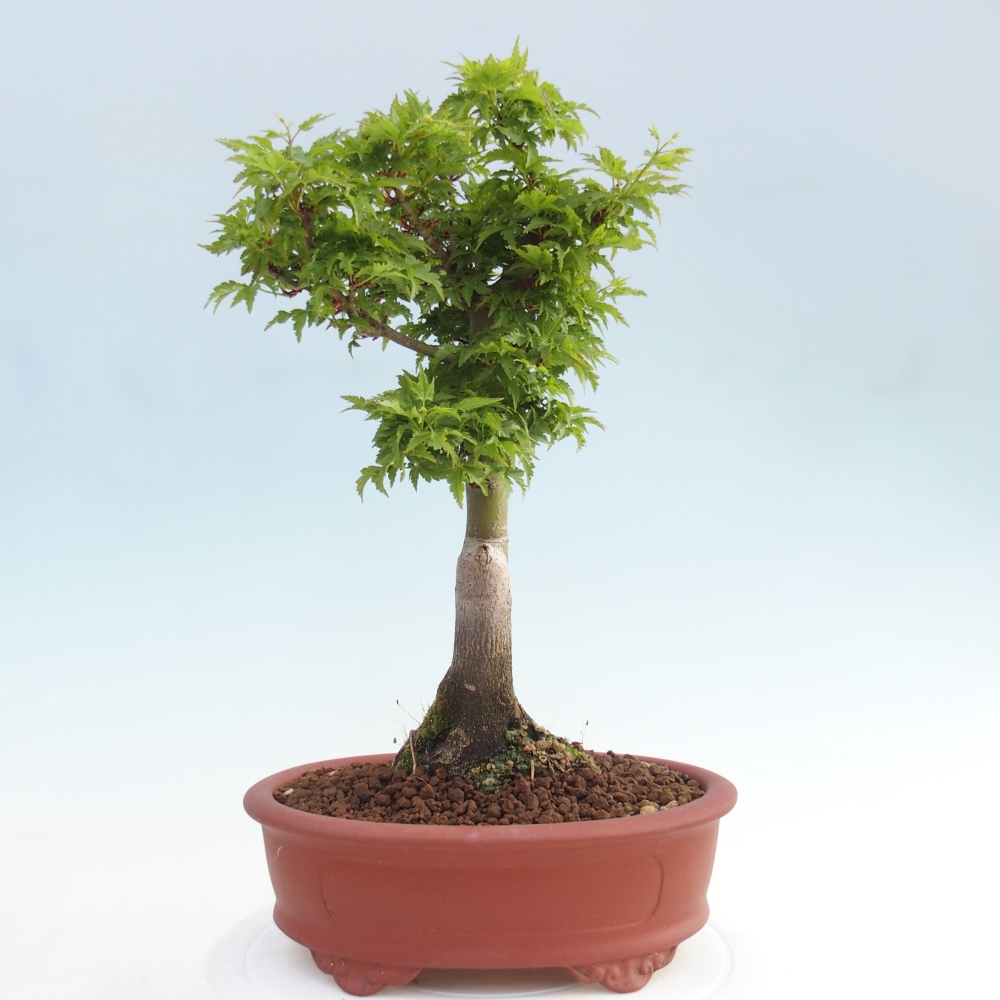 Bonsaï d'extérieur -Javor palm Acer palmatum Shishigashira