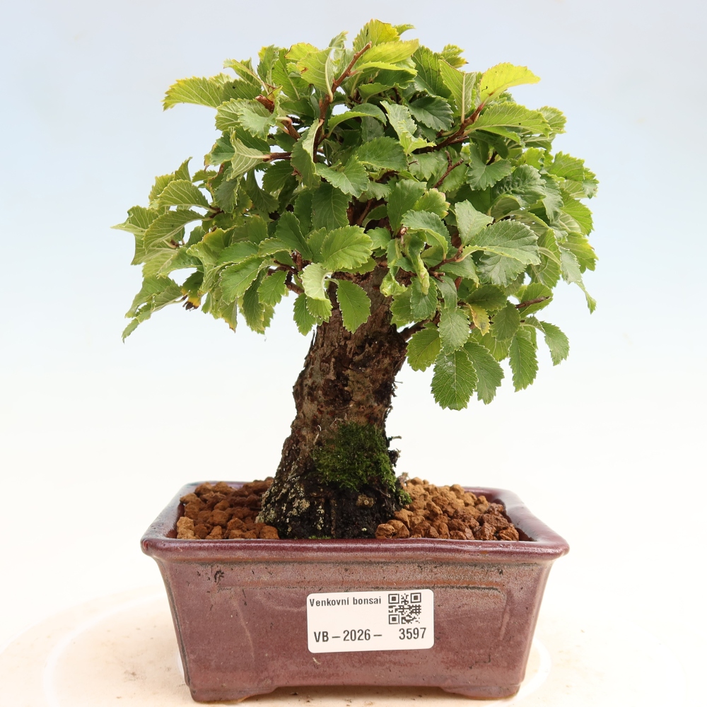 Bonsaï d'extérieur - Zelkova - Zelkova NIRE