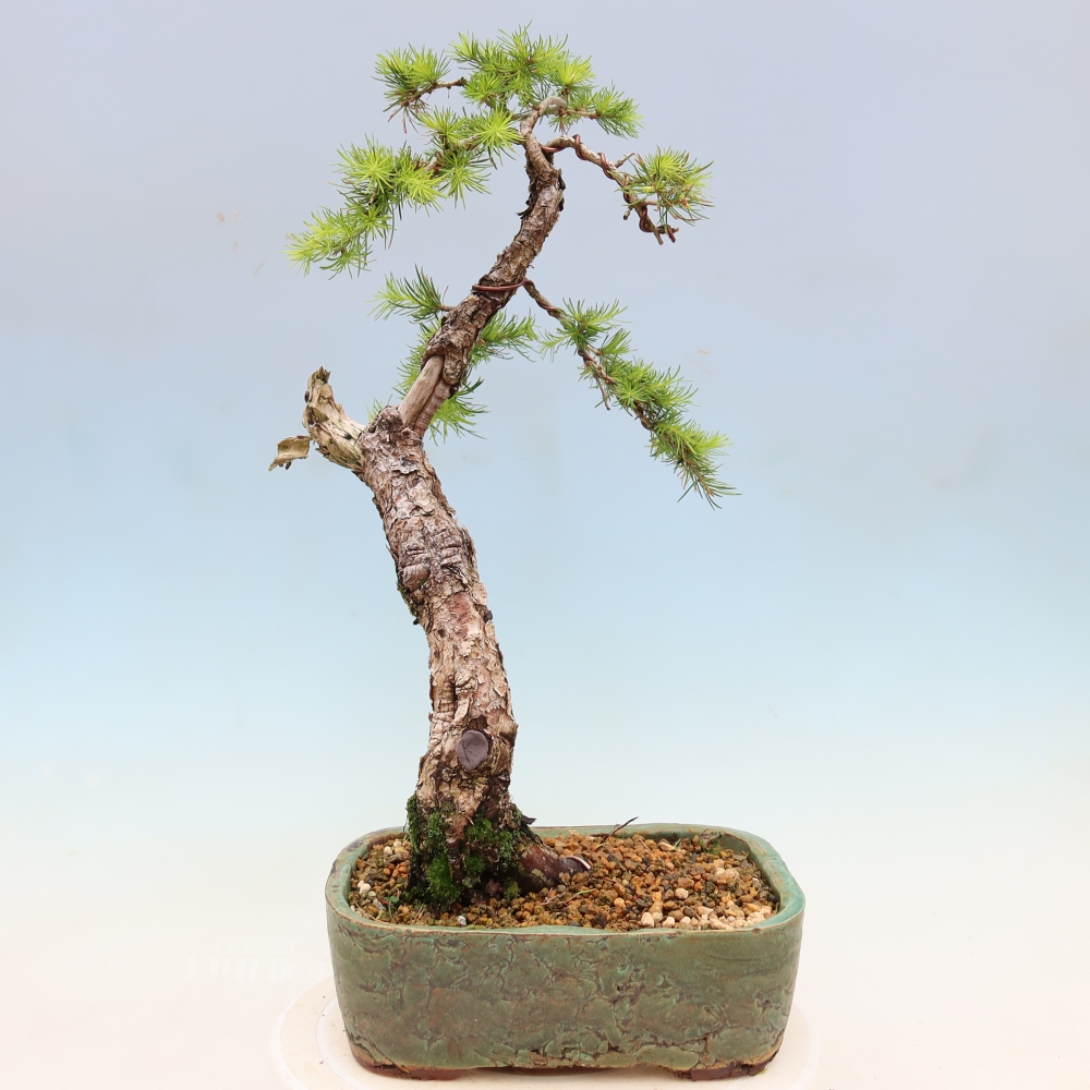 Bonsaï d'extérieur -Larix decidua - Mélèze