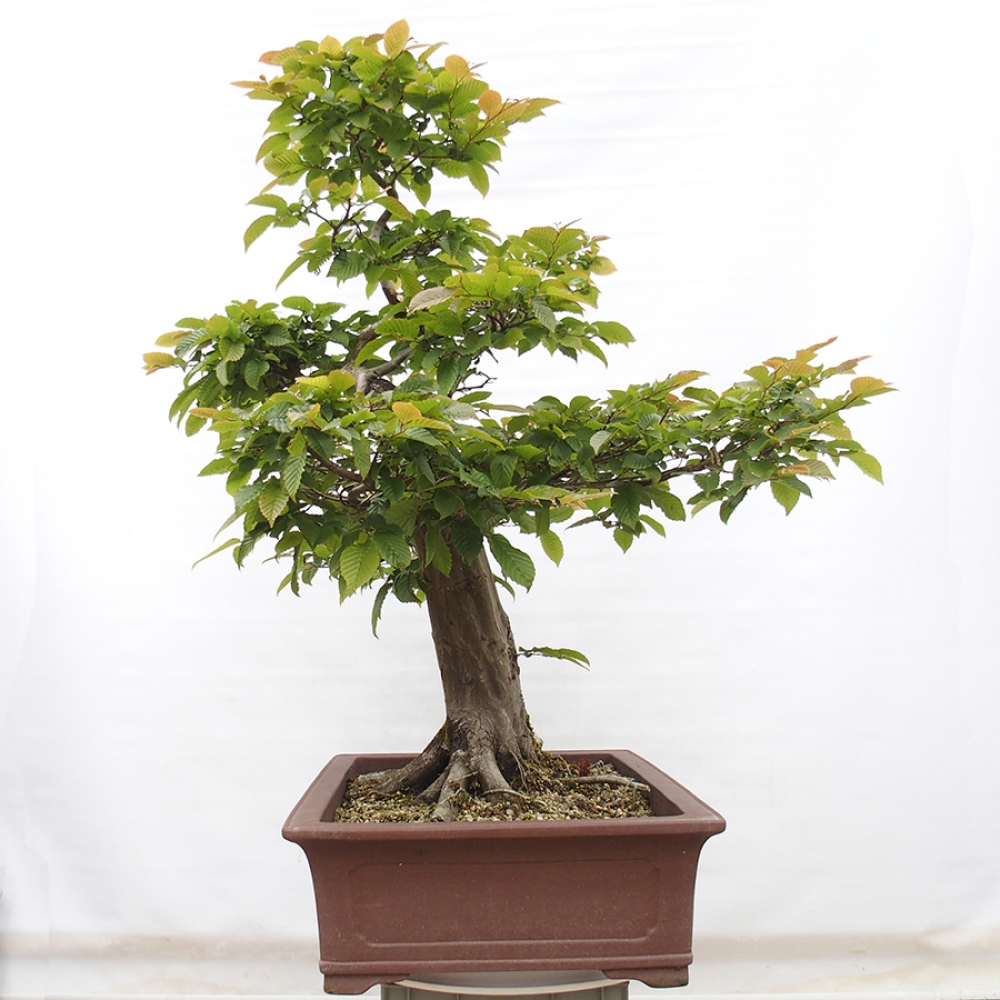 Bonsaï d'extérieur - Charme - Carpinus betulus