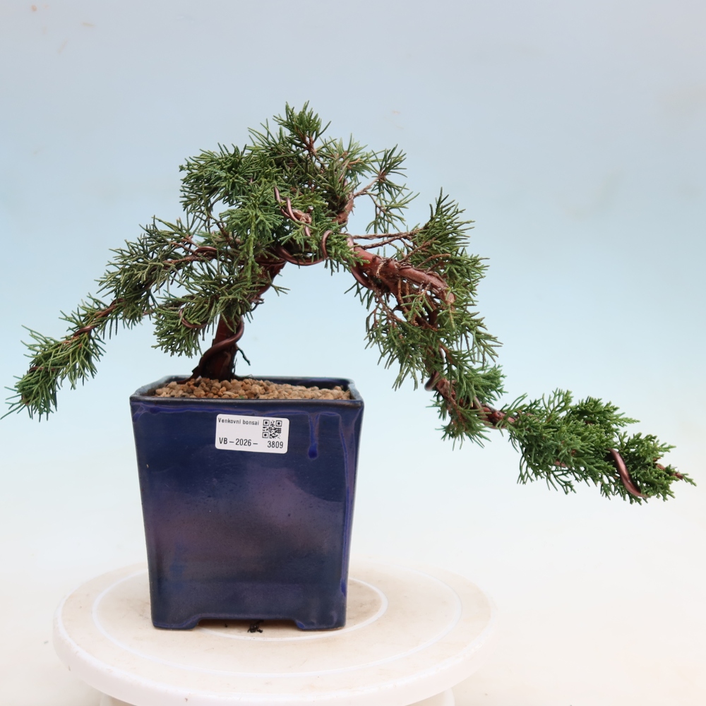 Bonsaï d'extérieur - Juniperus chinensis Kishu