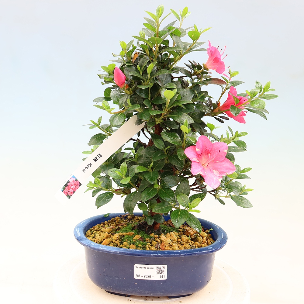 Bonsaï d'extérieur - Azalée japonaise - Azalea Kobai