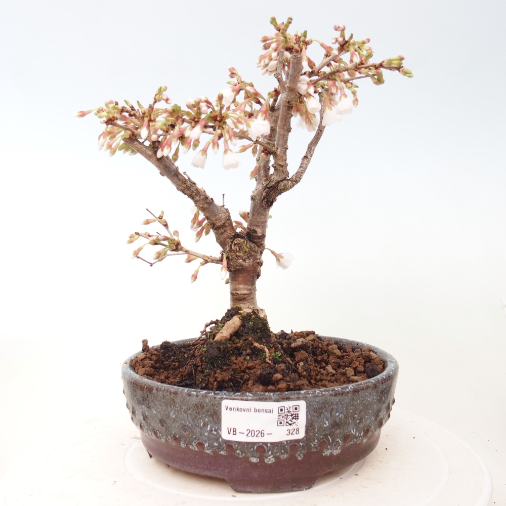 Bonsaï d'extérieur - Prunus incisa Kojou-no mai-Plivon découpé