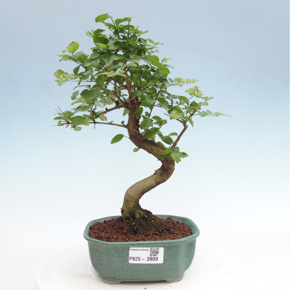 Bonsaï de chambre -Ligustrum chinensis - Bec d'oiseau