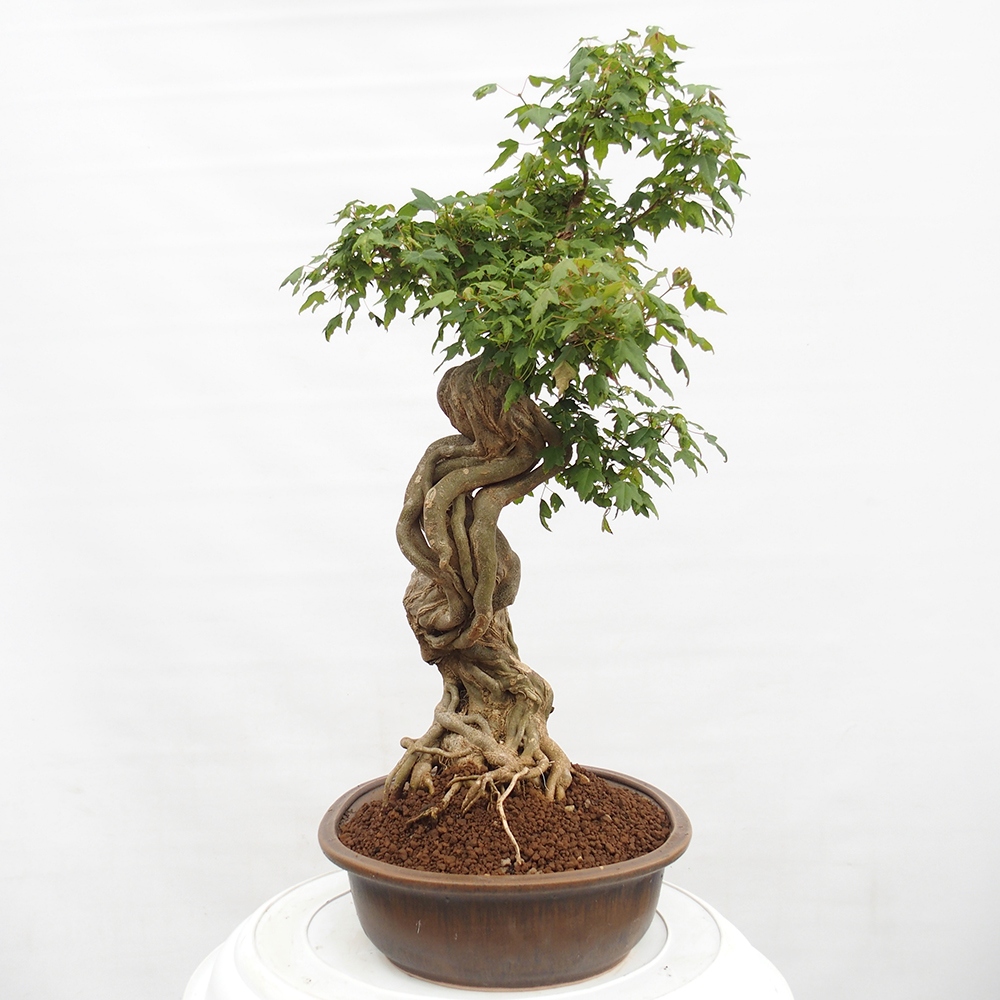 Bonsaï d'extérieur - Acer Buergerianum - Burger Maple