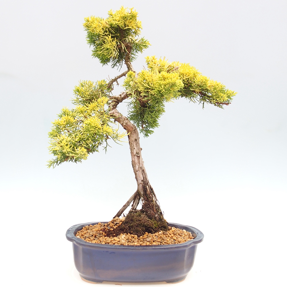 Bonsaï d'extérieur - Juniperus chinensis plumosa aurea