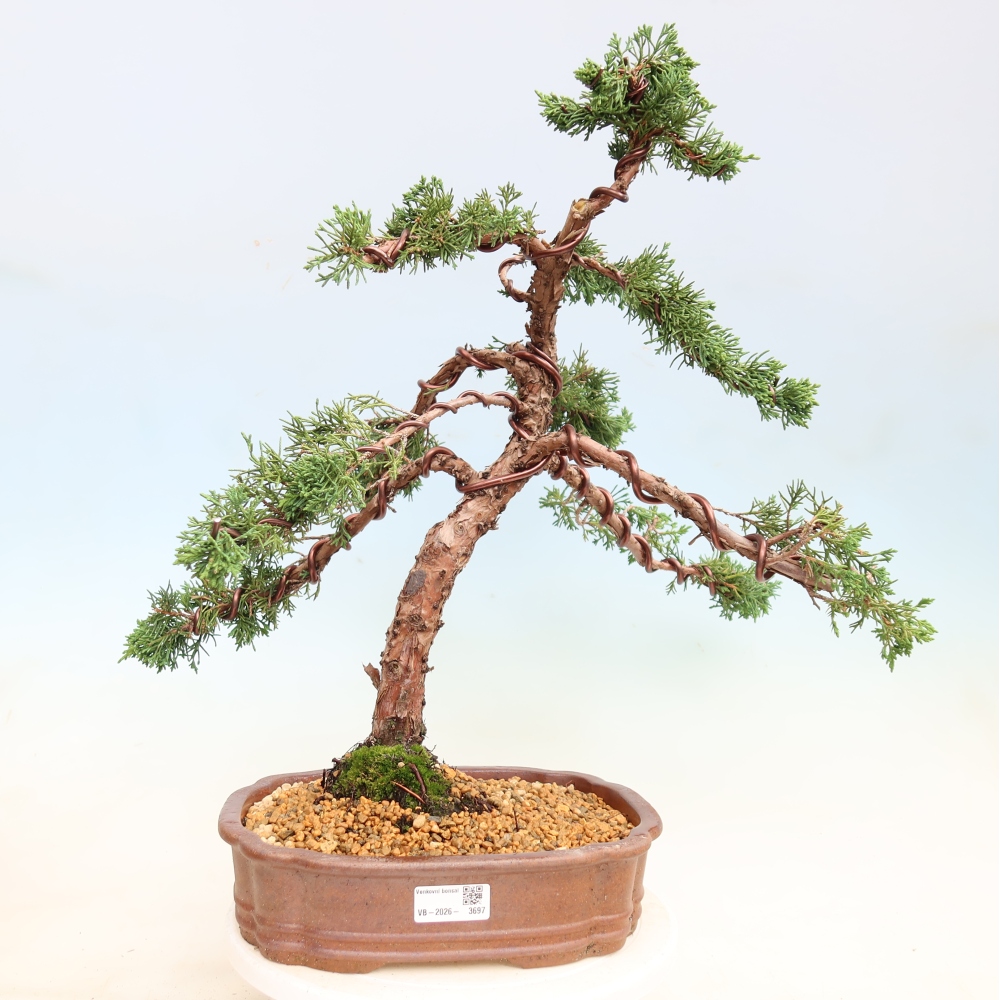 Bonsaï d'extérieur - Juniperus chinensis Kishu