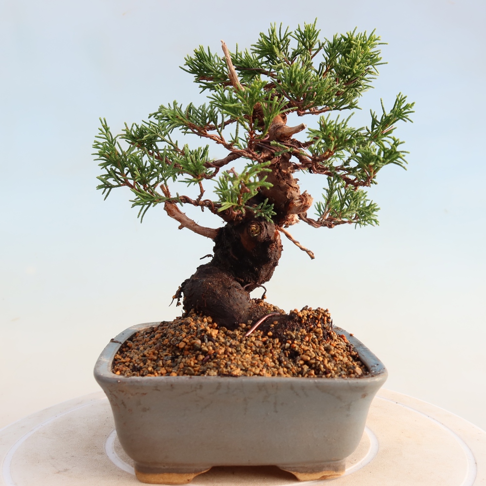Bonsaï d'extérieur - Juniperus chinensis Itoigawa