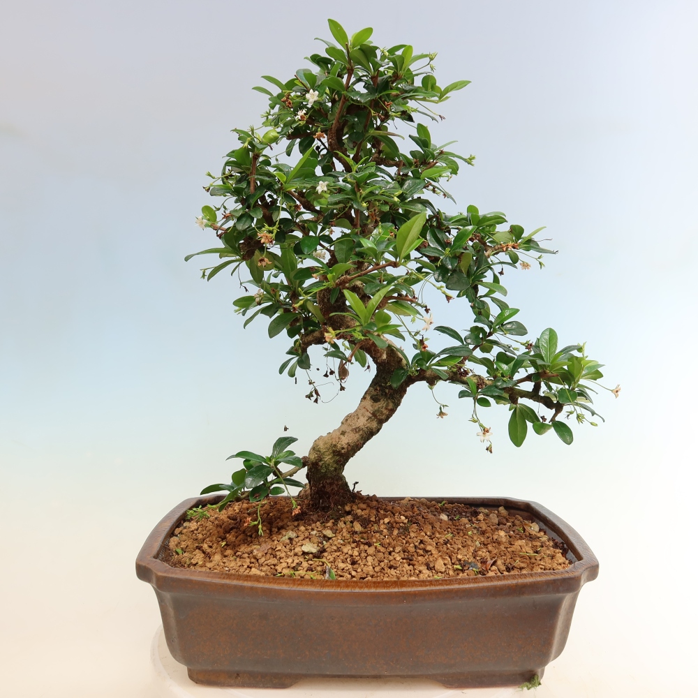 Bonsaï de chambre - Carmona macrophylla - Tea fuki