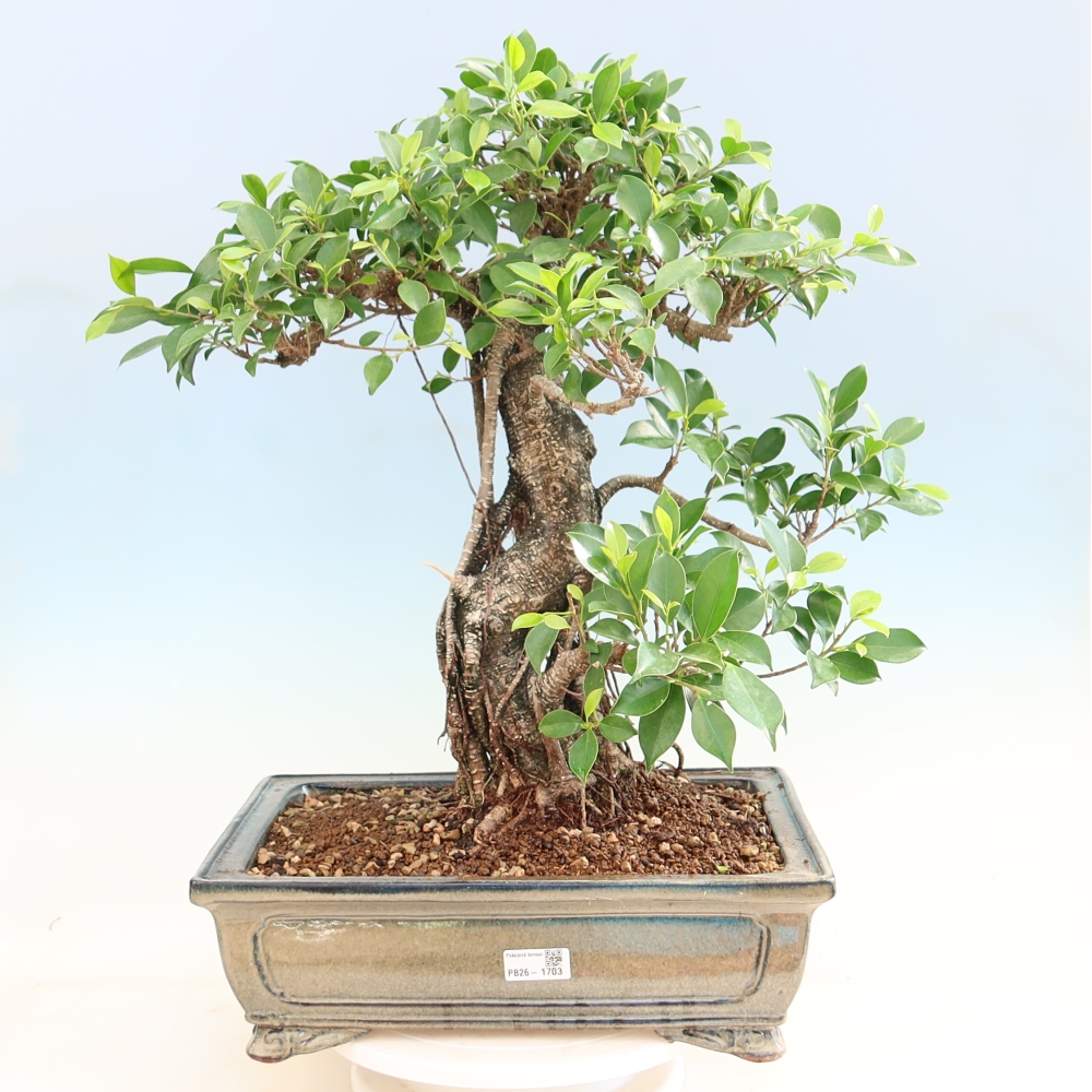 Salle bonsaï - Ficus kimmen - ficus à petites feuilles