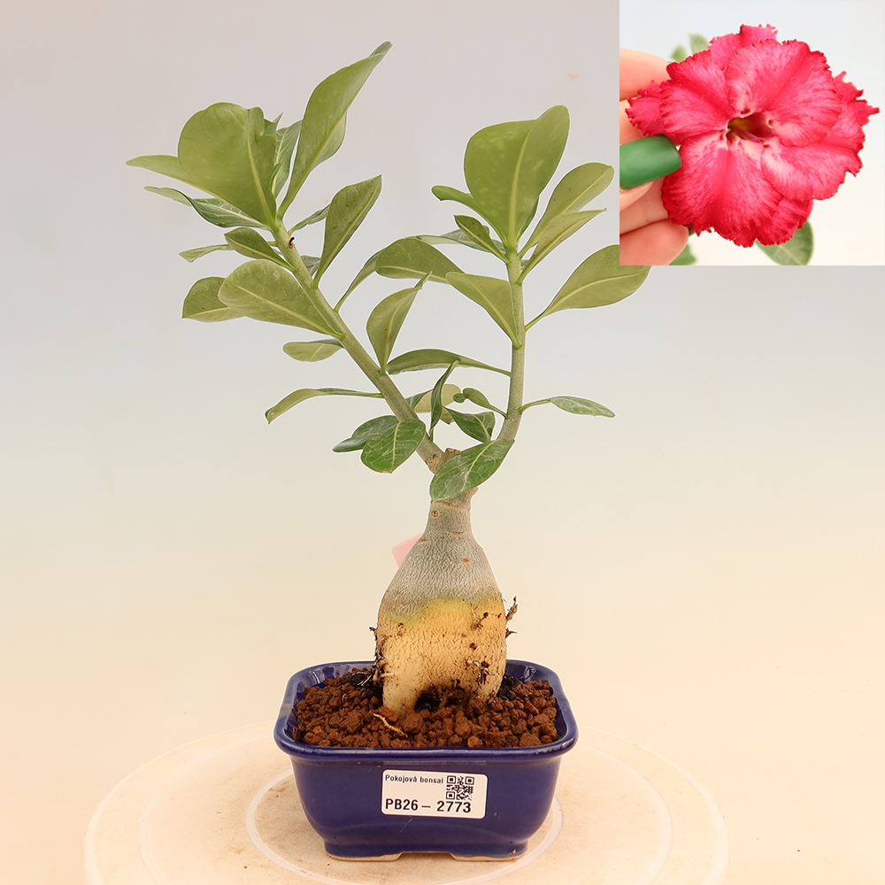 Bonsaï d'intérieur - Adenium obesum greffé V.F.S.326  - Rose du désert