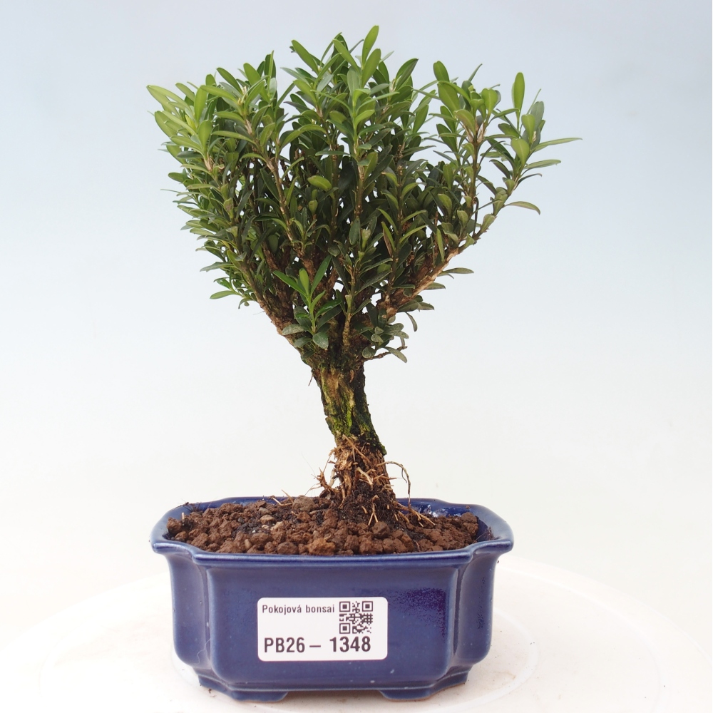 Bonsaï de chambre - Buxus harlandii - buxus liège