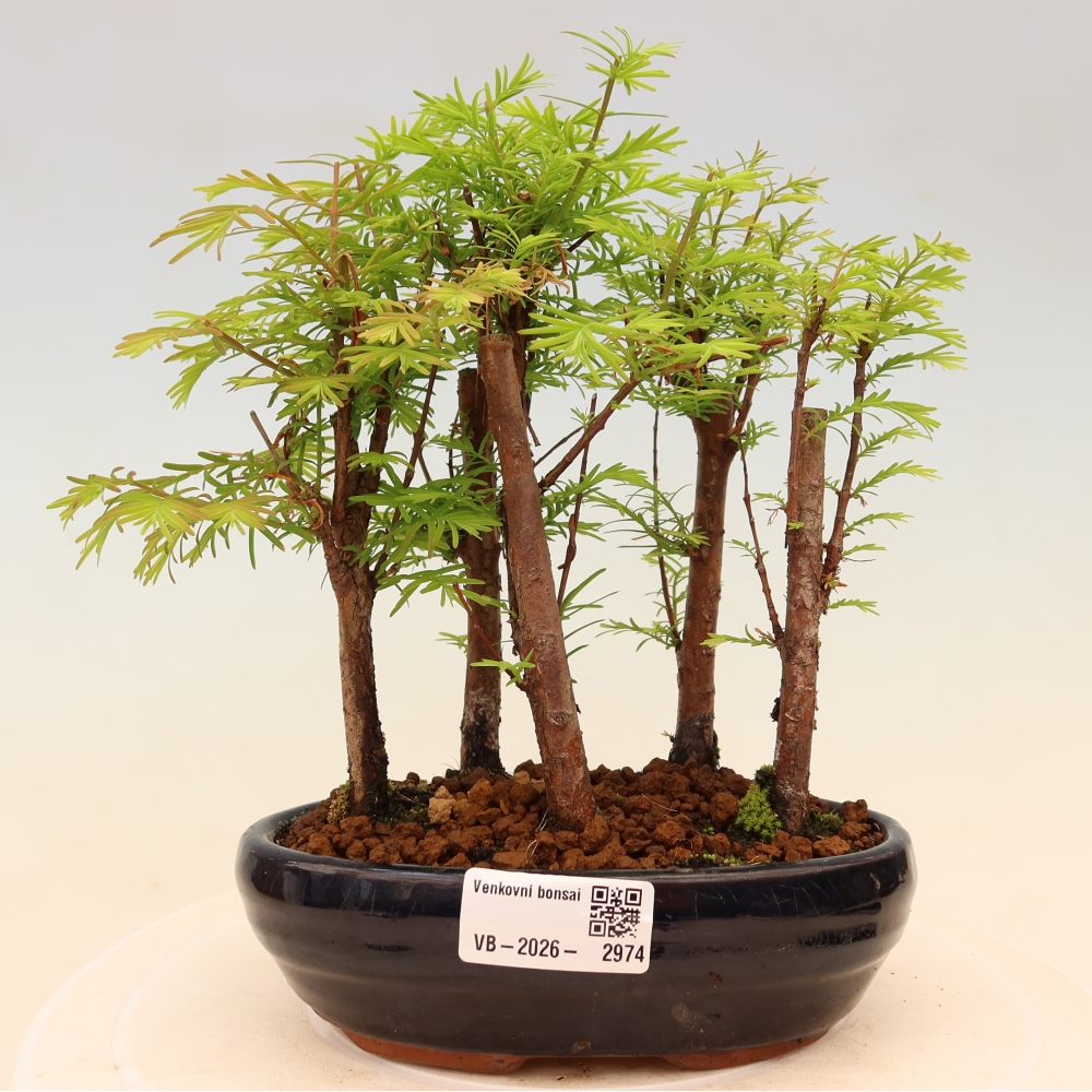 Bonsaï d'extérieur - Metasequoia glyptostroboides - Métaséquoia de Chine - petit bosquet