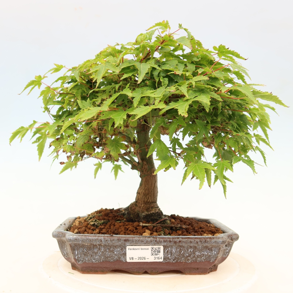 Acer palmatum KIOHIME - Érable palmé
