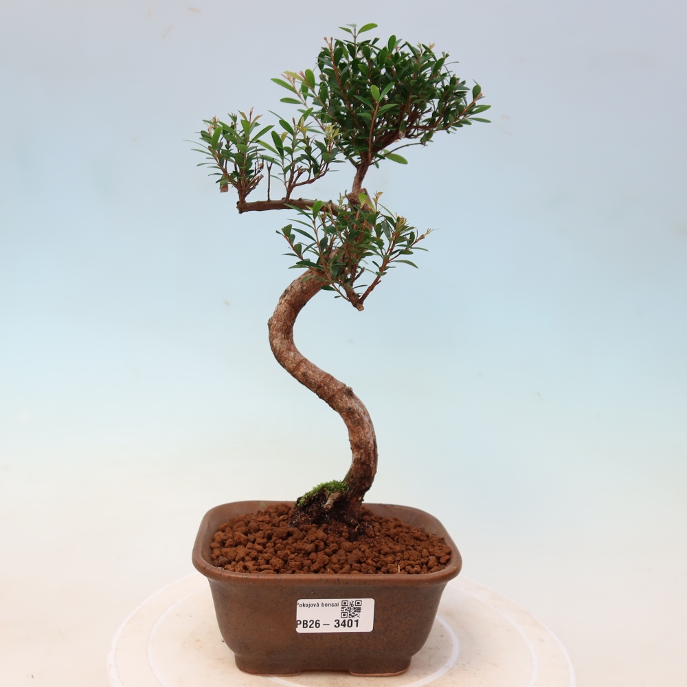 Bonsaï de chambre - Syzygium - Pimento