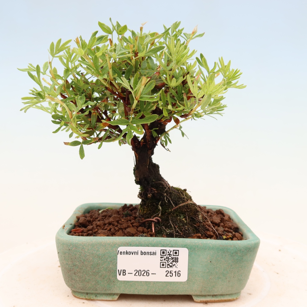 Bonsaï d'extérieur - Potentila fruticosa