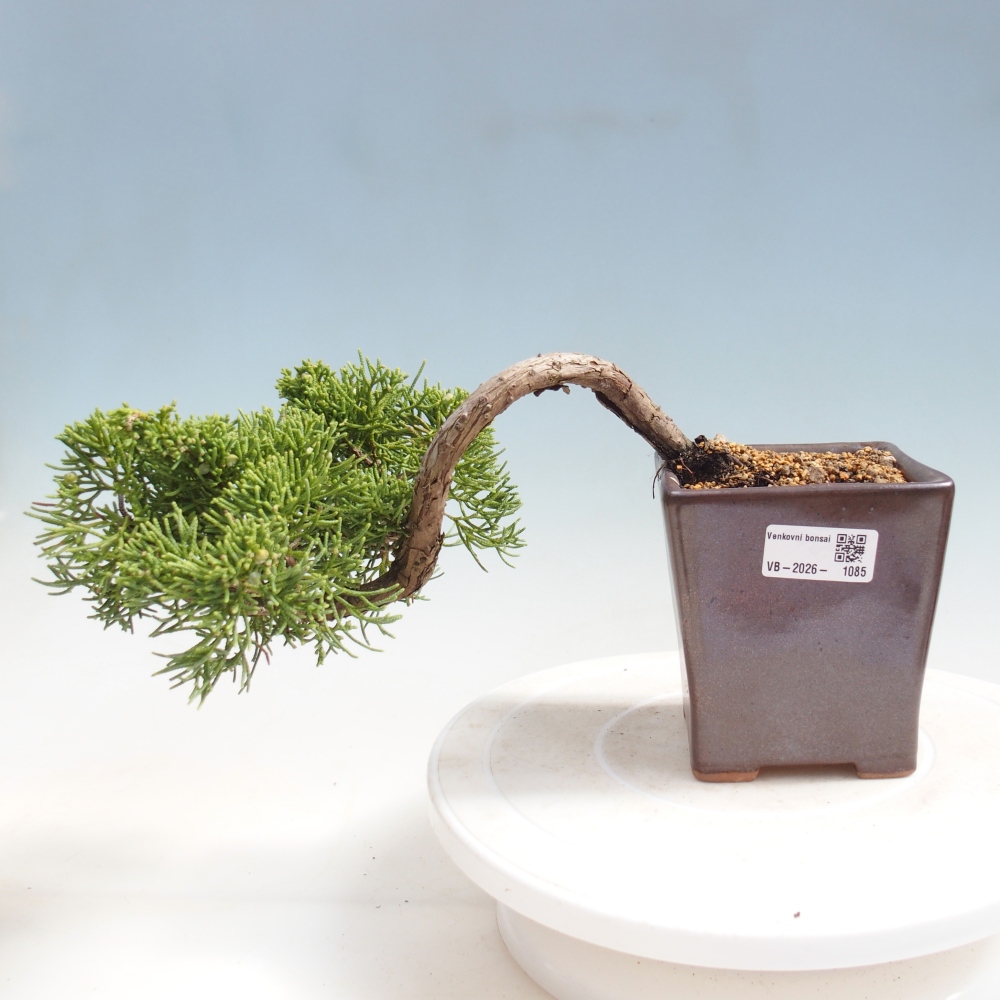 Bonsaï d'extérieur - Juniperus chinensis Kishu