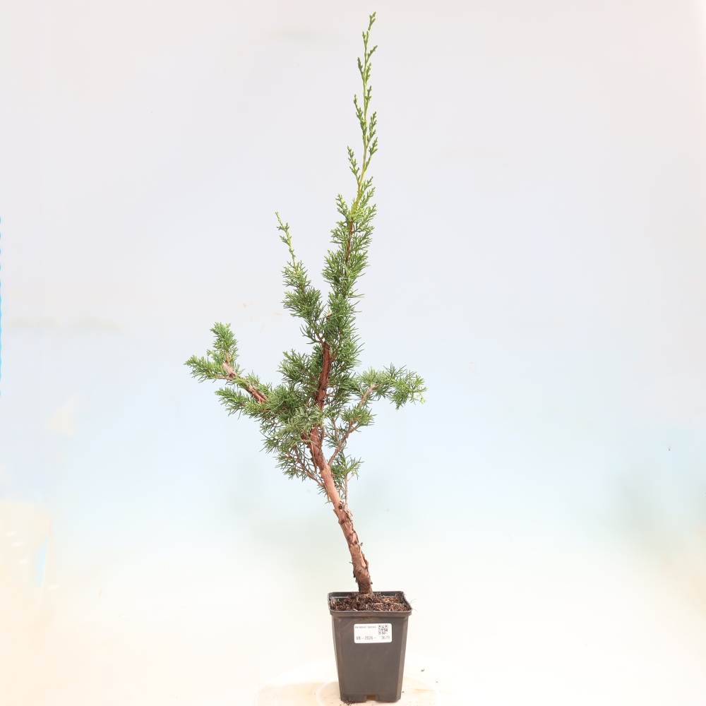 Bonsaï d'extérieur - Juniperus chinensis Kishu