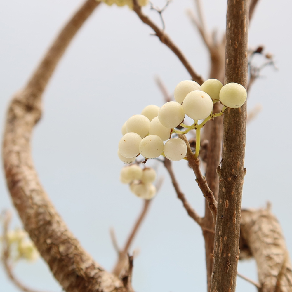 Bonsaï d'extérieur - Callicarpa bodinieri « Snowqueen » - Callicarpa