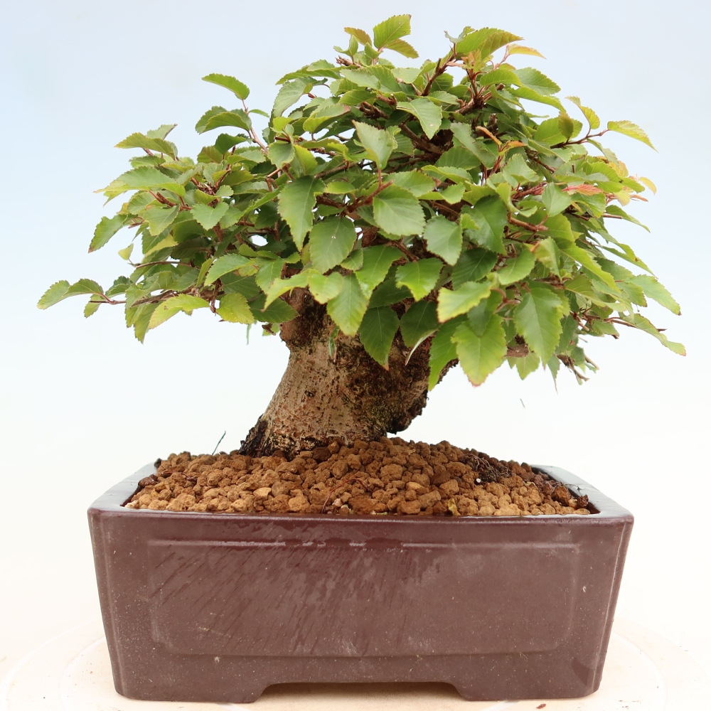 Bonsaï d'extérieur -Carpinus Coreana - Charme de Corée