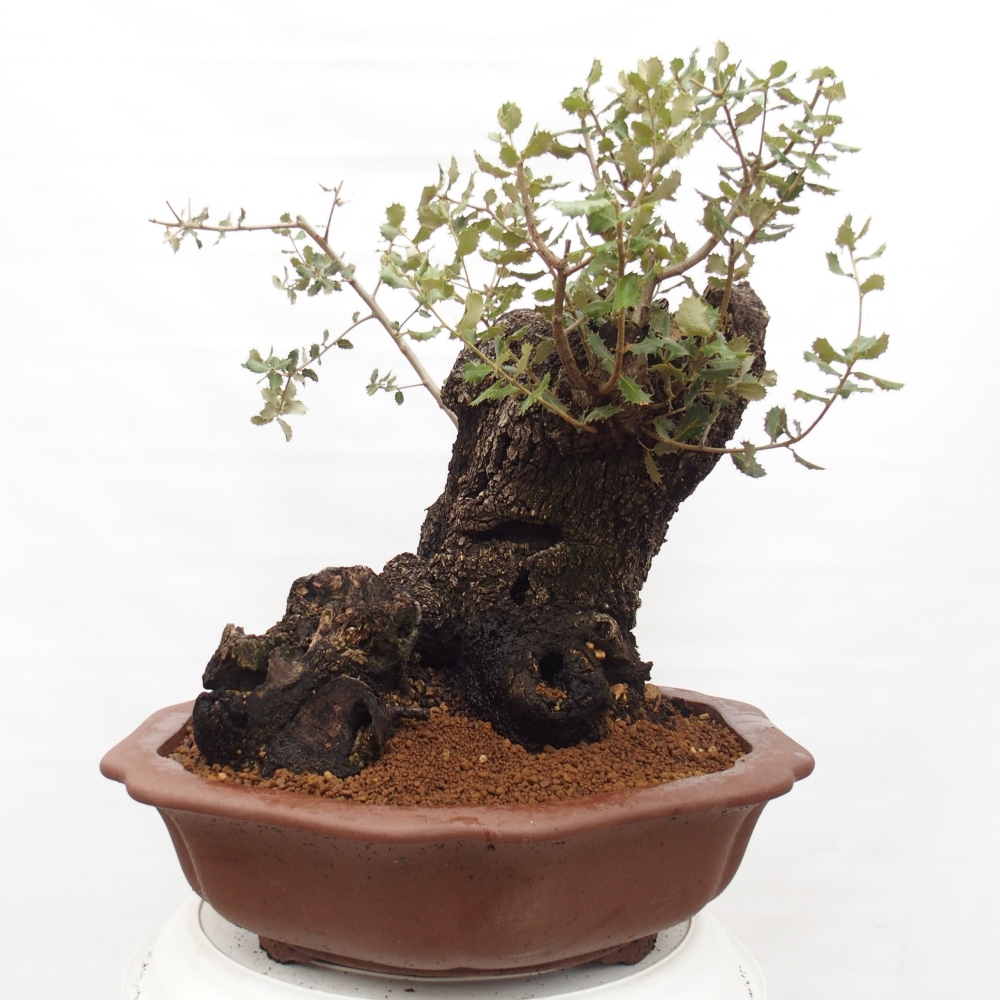Yamadori - Quercus Ilex - Chêne vert