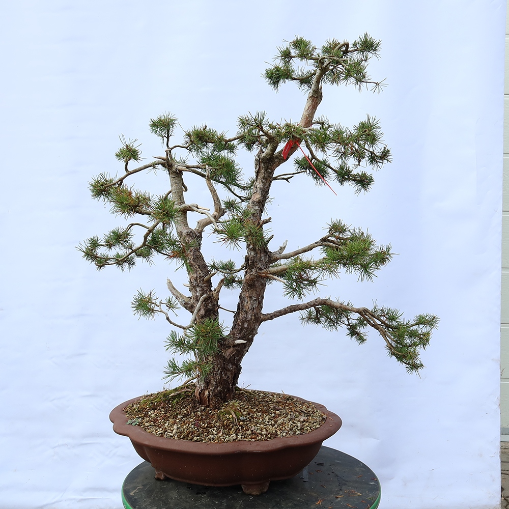 Pinus sylvestris Espagne - pin sylvestre