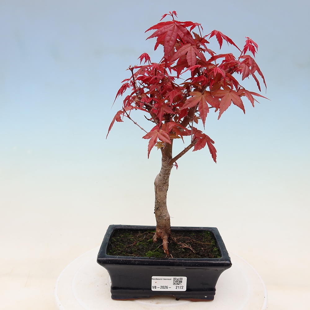 Bonsaï d'extérieur - Acer palmatum DESHOJO