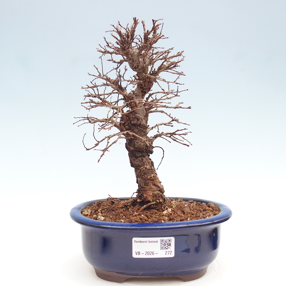 Bonsaï d'extérieur - Zelkova - Zelkova NIRE
