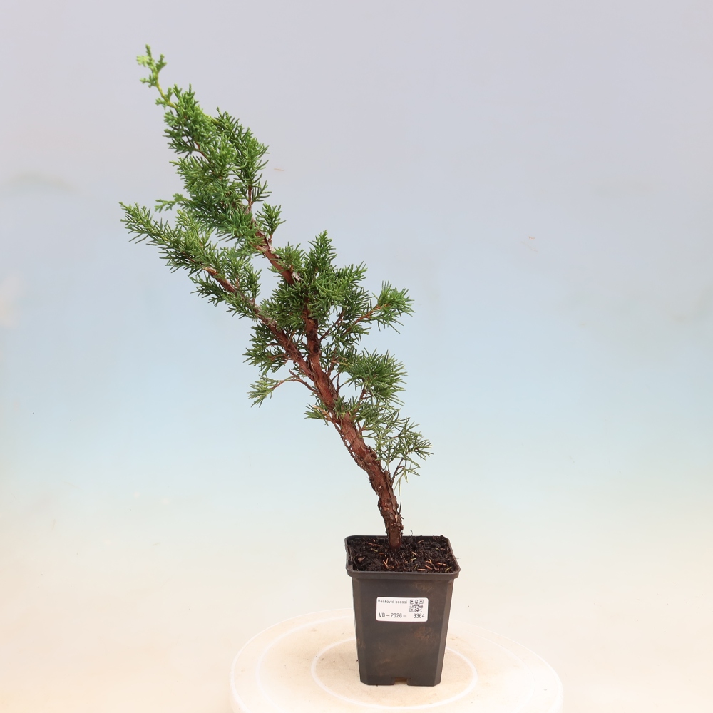 Bonsaï d'extérieur - Juniperus chinensis Kishu
