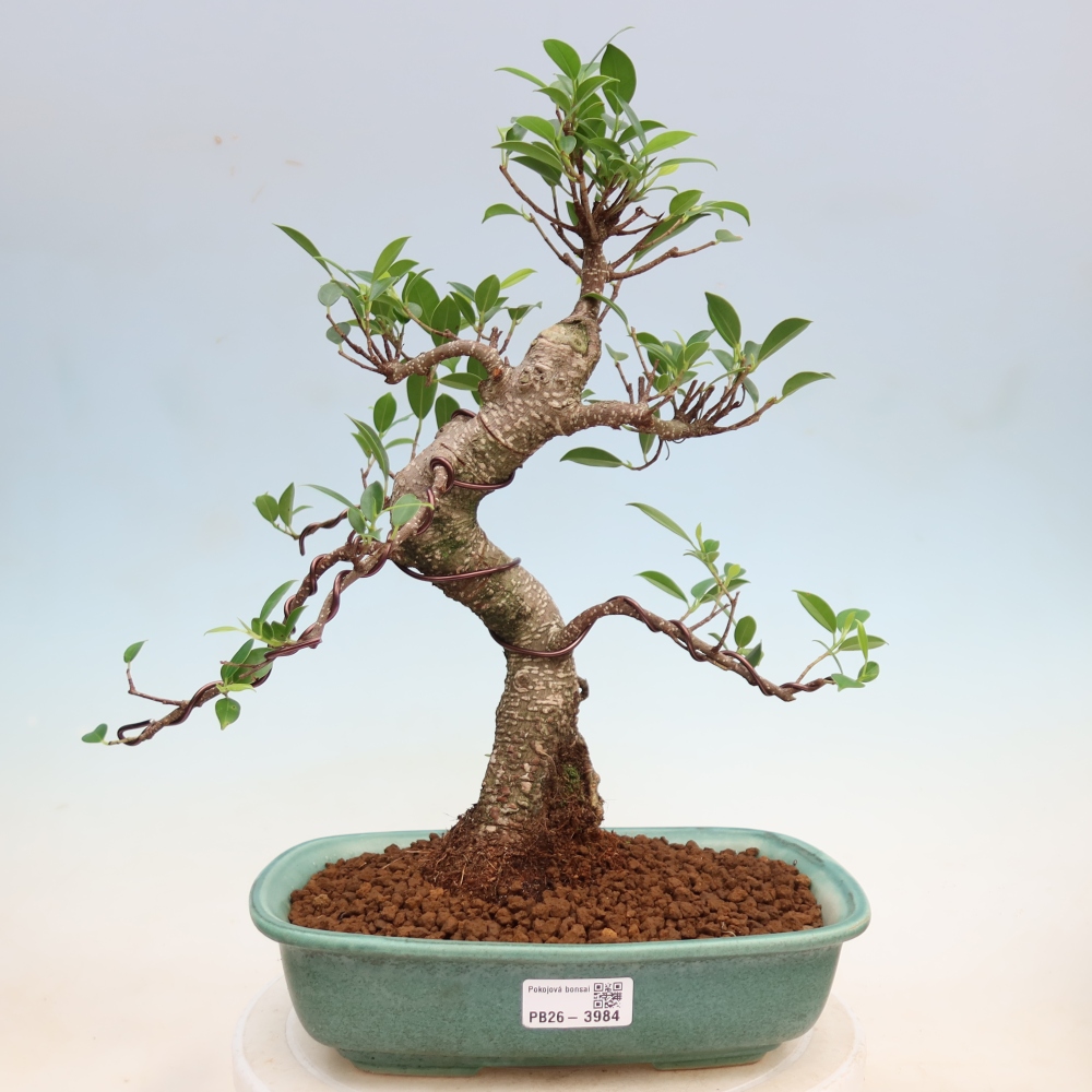 Salle bonsaï - Ficus kimmen - ficus à petites feuilles