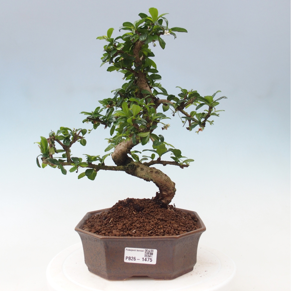 Bonsaï de chambre - Carmona macrophylla - Tea fuki