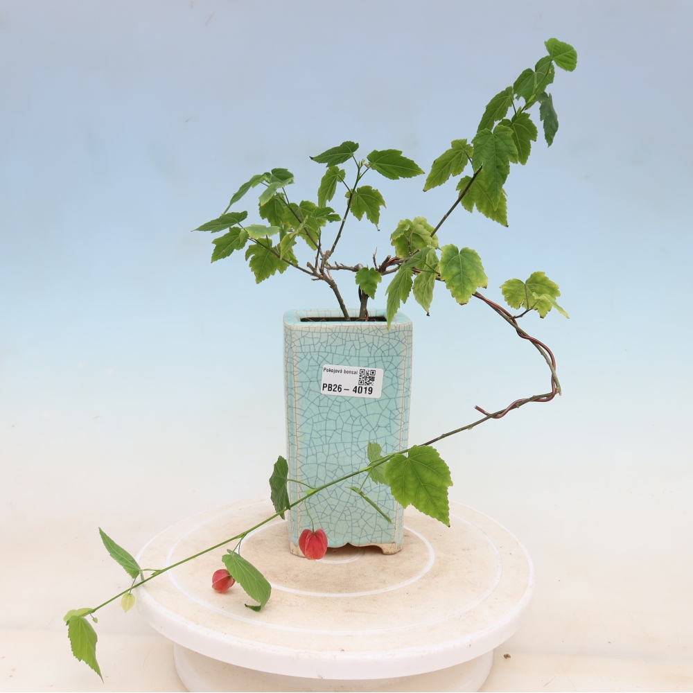 Bonsaï d'intérieur - Abutilon Big Bell - Cloudberry