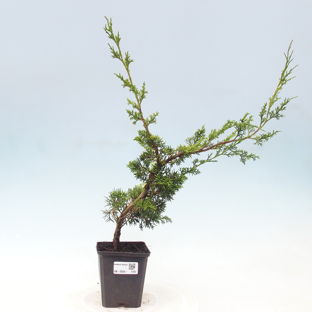 Bonsaï d'extérieur - Juniperus chinensis Itoigawa