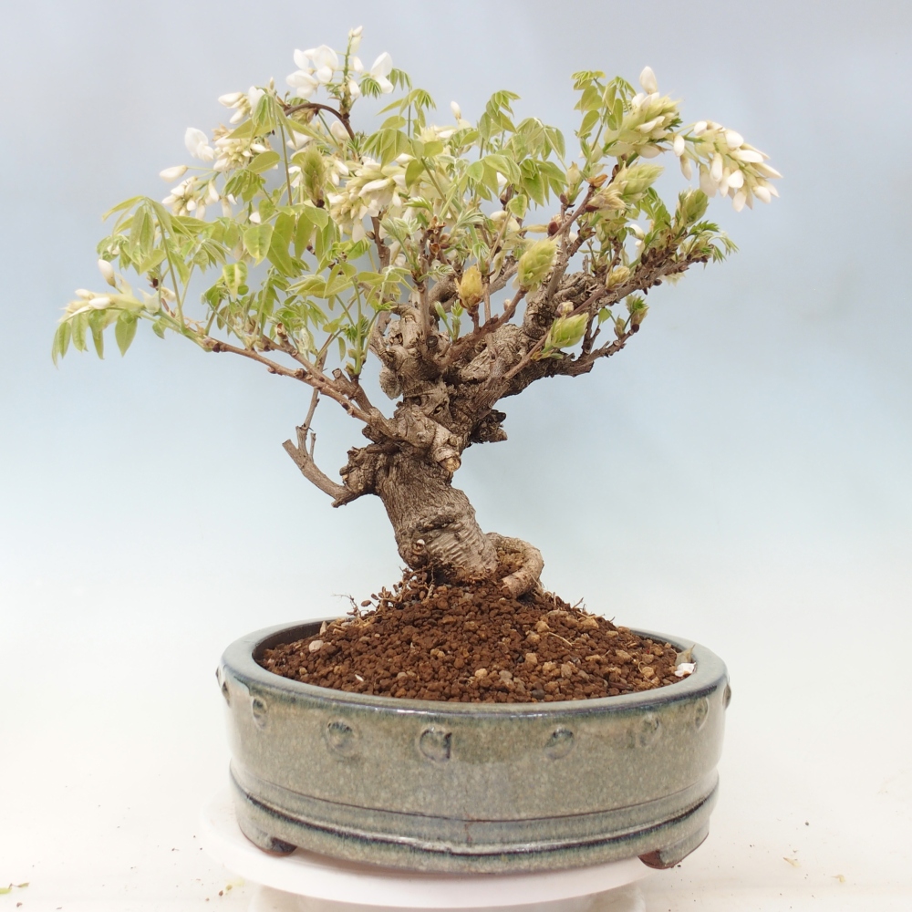 Bonsaï d'extérieur - Vistaria - Wisteria
