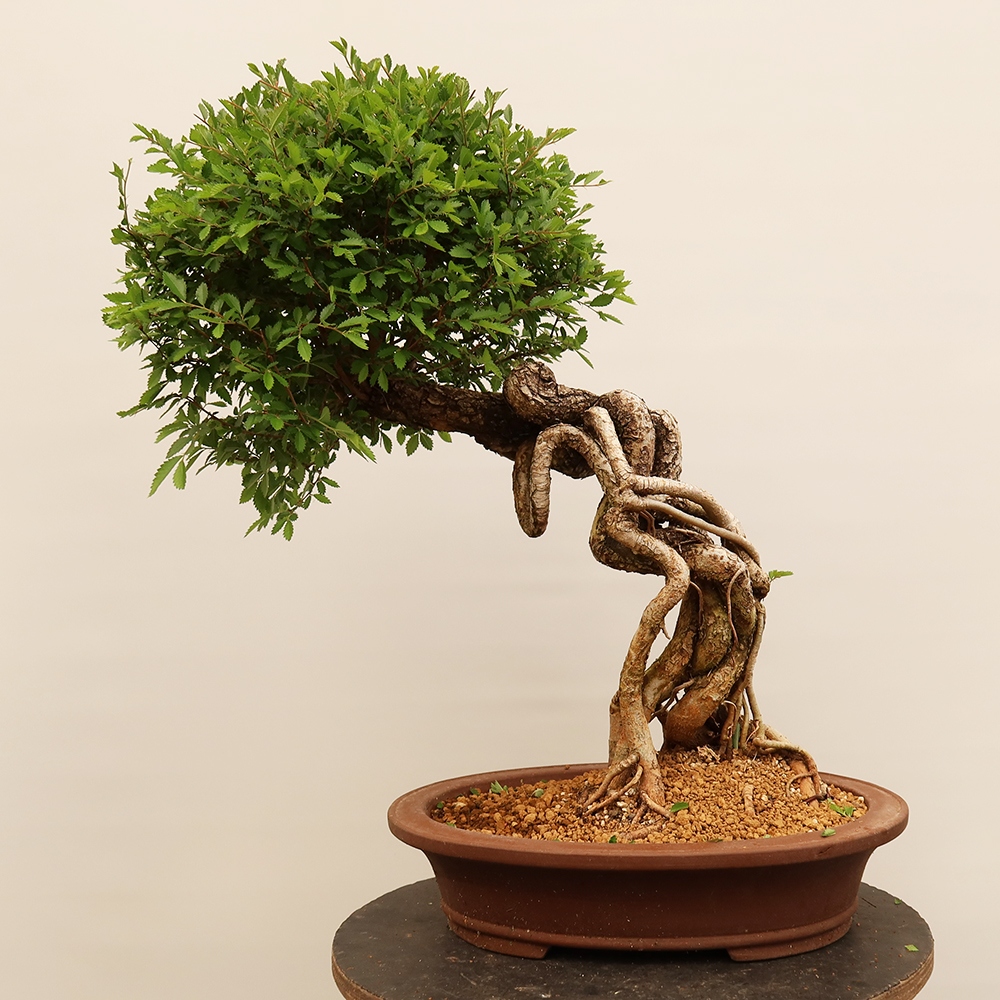 Bonsaï d'extérieur - Zelkova - Zelkova NIRE