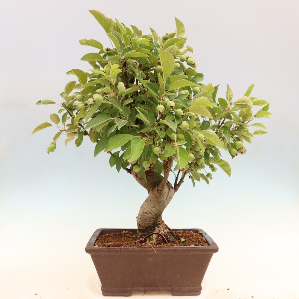 Bonsaï d'extérieur -Malus halliana - Pommier à petits fruits