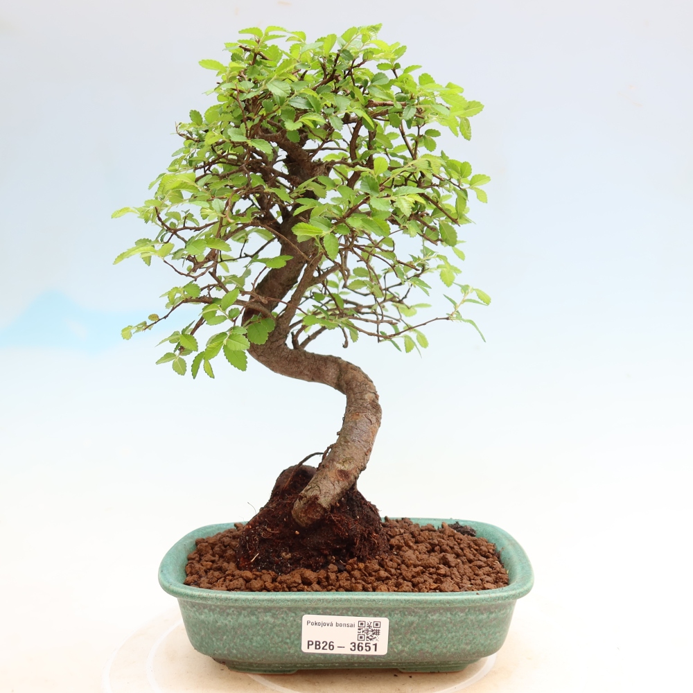 Bonsaï de chambre - Ulmus parvifolia - Orme à petites feuilles